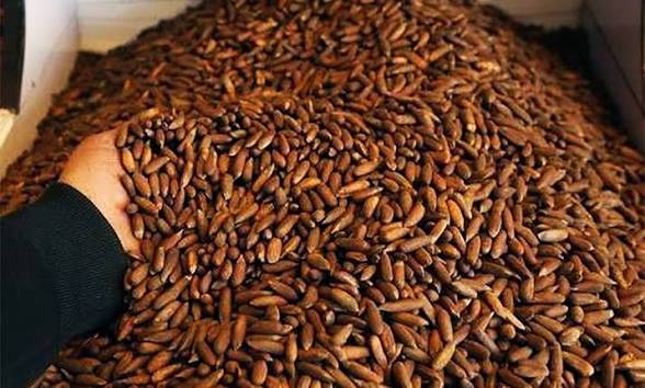 In-shell Chilgoza pine nuts