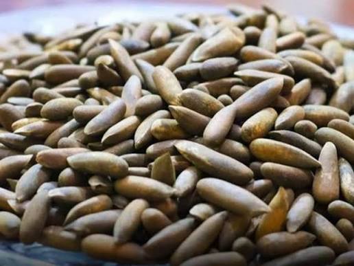 Premium grade pine nuts